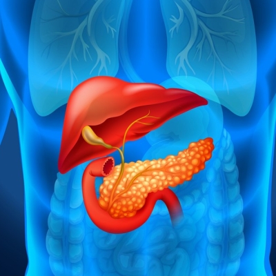 Highlighted Liver and Pancreas Image